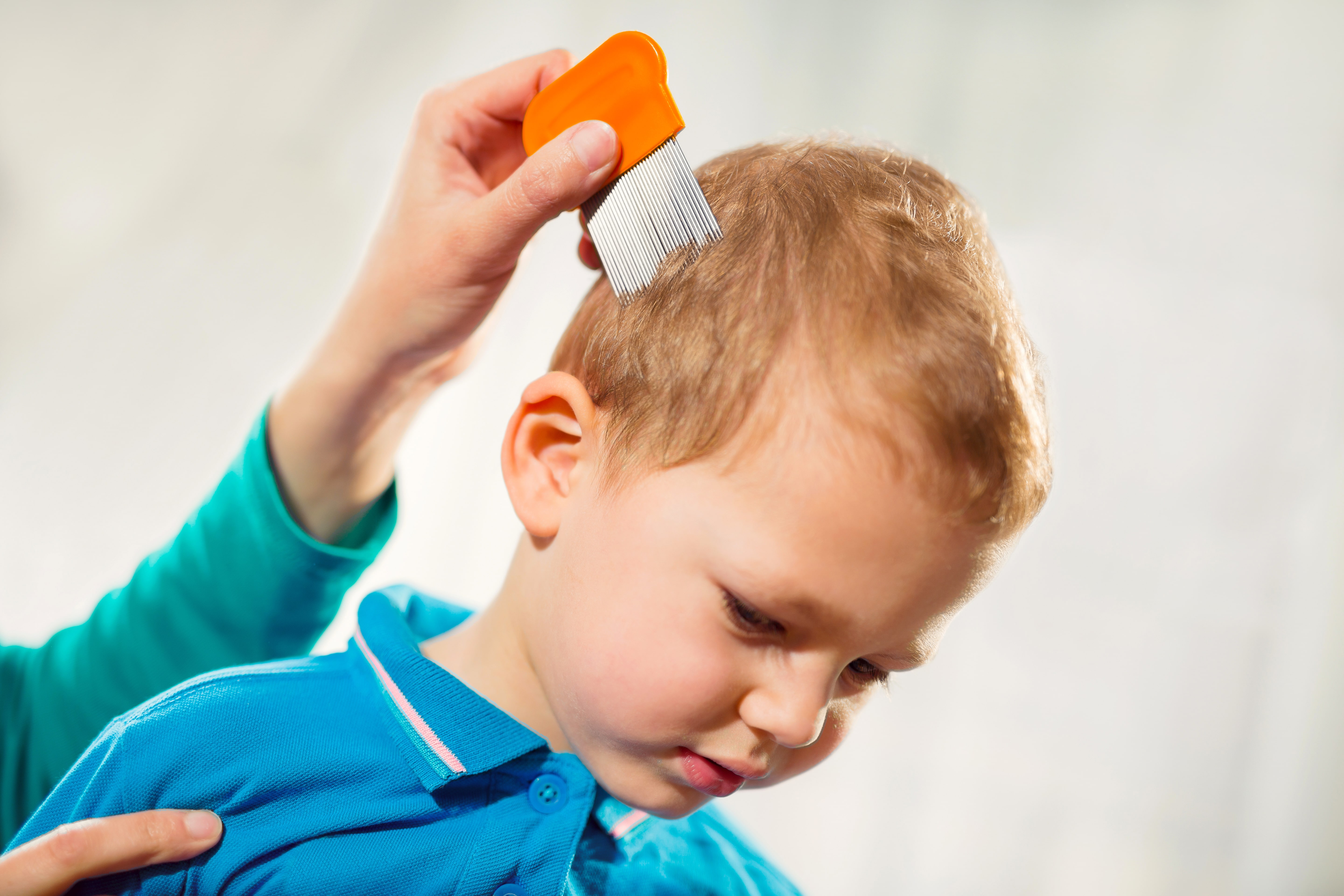 Lice Information for Parents, Lice in School