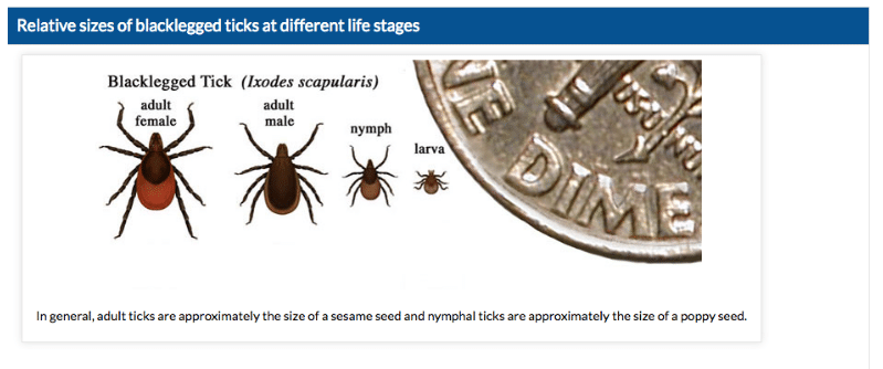 how to check for ticks on kids